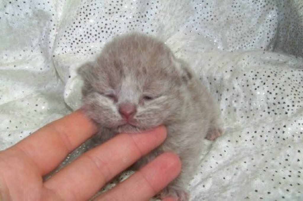 Britisch Kurzhaar Kitten in blau und lilac - British Kurzhaar - Feucht