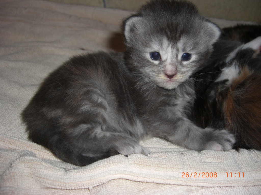 Wir haben einen bunten Maine Coon Wurf - Maine Coon - Fahrenzhausen