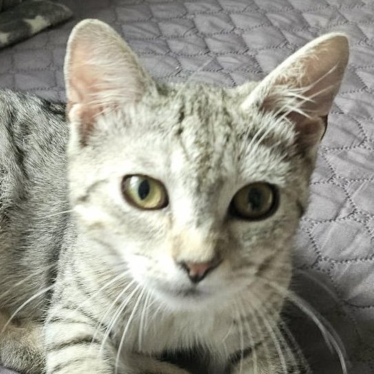 Fundkatze SILVER sucht ein Zuhause - Mischling - Hainburg an der Donau