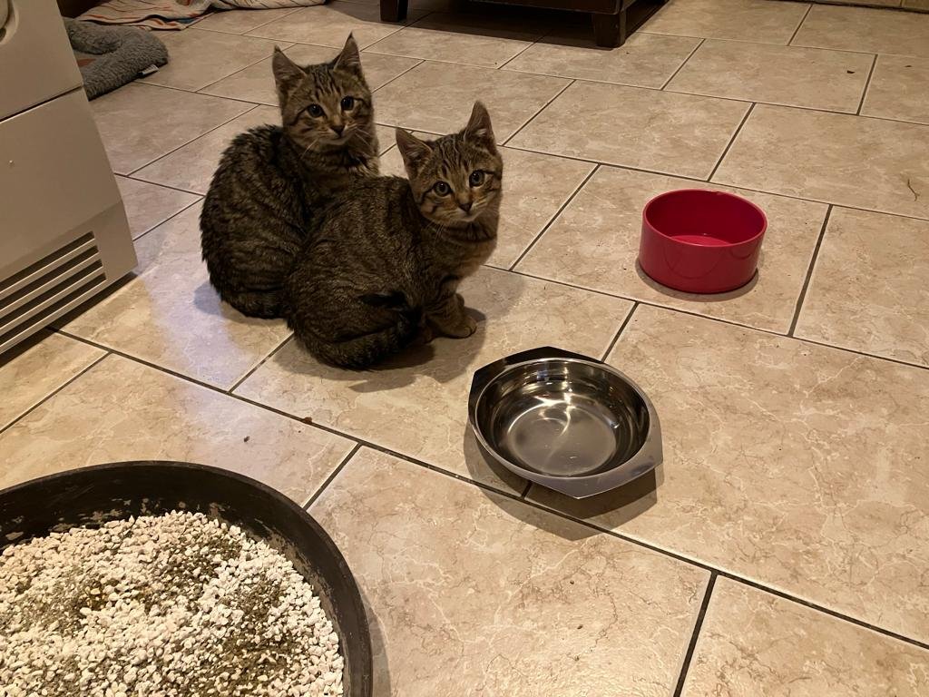 Kitten in liebevolle Hände abzugeben - Hauskatzen - Ipsheim