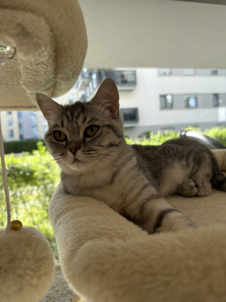 Britisch Kurzhaar  Katze - British Kurzhaar - Frankfurt am Main