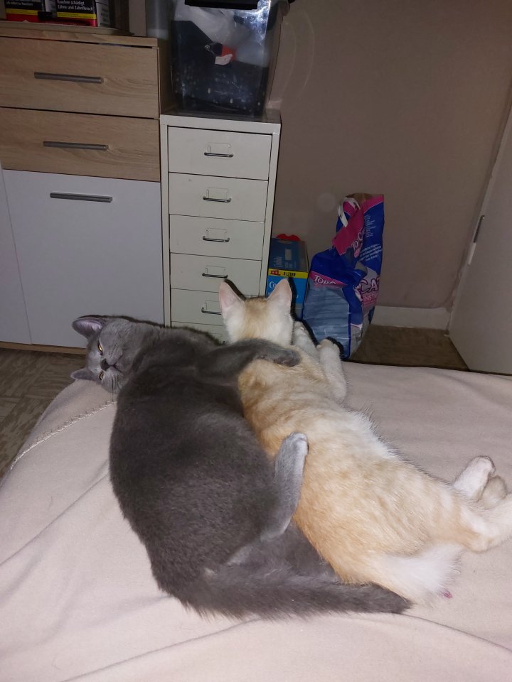 2 kastrierte kater suchen neues zuhause - Freigaenger - Köln