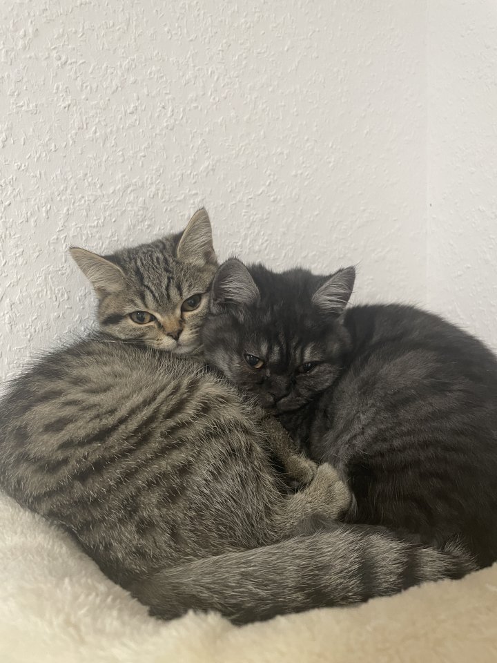 Zwei Kitten suchen ein tolles zuhause - Hauskatzen - Krefeld