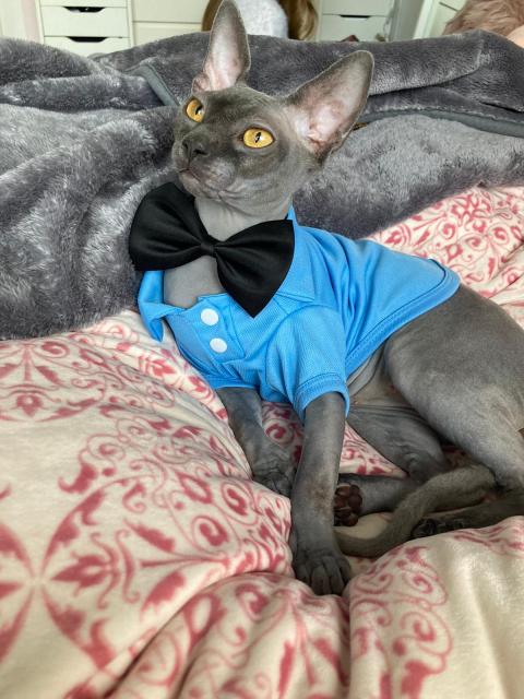Sphynx Deckkater Lays - Sphynx - Leimen
