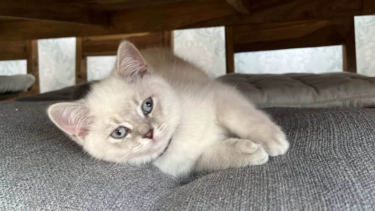 Bkh kitten)) Weibchen! Abgabe bereit!! - British Kurzhaar - Memmingen 