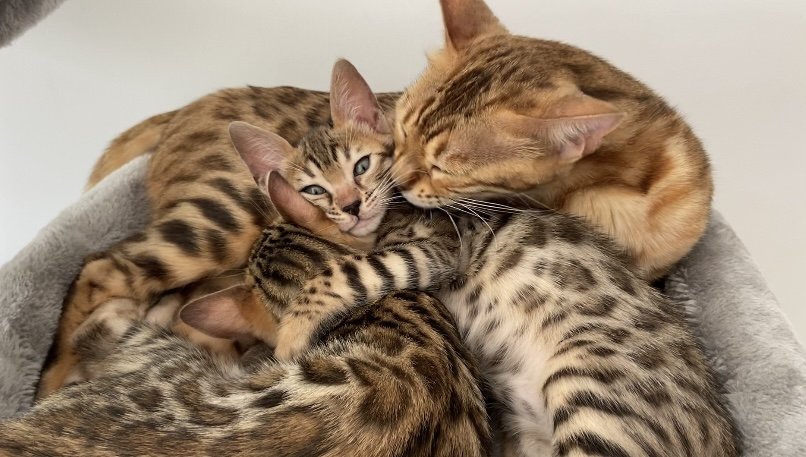 Bengalkitten mit Stammbaum - Bengal - Weilrod