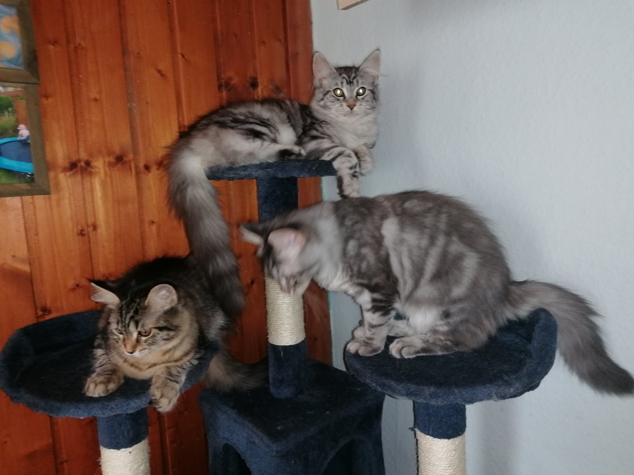 Gebe 3 Maine Coon mix Kitten ab - Mischling - Liebenburg