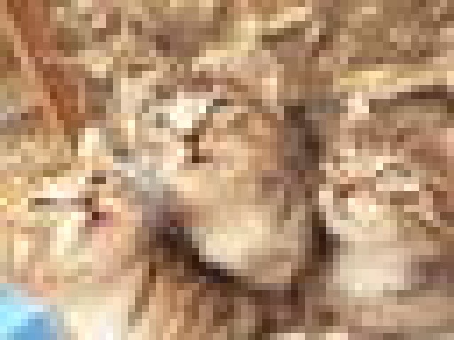 Zuckersüße Maine Coon mix Kitten suchen ein neues Zuhause! - Mischling - Adersleben