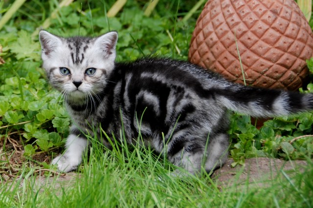 Whiskas- Kitten Silvertabby BKH Britisch Kurzhaar abzugeben - British Kurzhaar - Buchholz