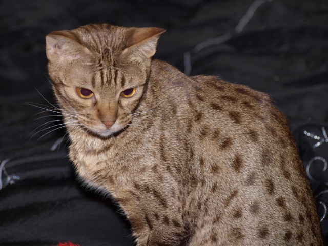 Ocicat Kastratin - Katzen Sonstige - Sinntal
