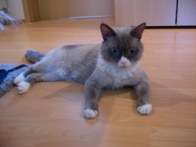 Maine-Coon Mix Deckkater - Deckkater - Leipzig