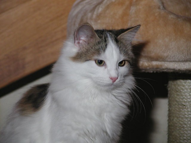 Xantos vom Ohlenberg - Sibirische Katze - Waldbreitbach