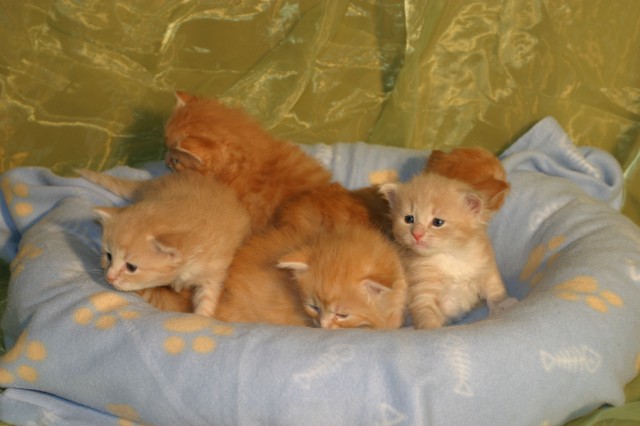 Fünf rote Sibirerbabies suchen Adoptiveltern  - Sibirische Katze - Niefern