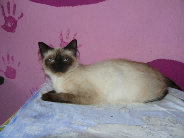 Ragdoll sucht neue fam. - Ragdoll - mühlhausen