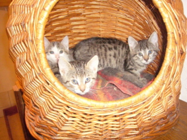 Süße Katzenbabies - Hauskatzen - Mossautal
