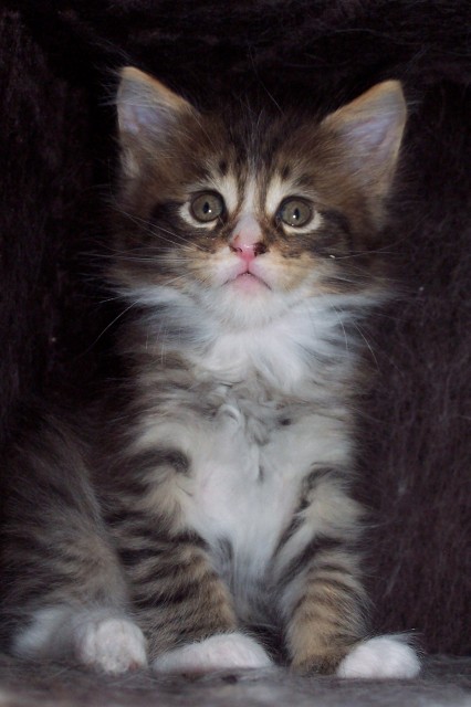 Maine Coon Babys - Katzen Zuechter - Großmehring