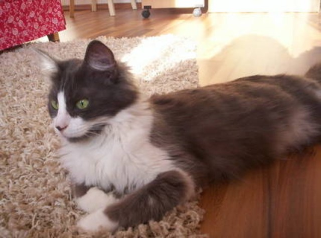 Türkisch Angora Katze ! 5 Jahre sucht Zuhause  - Angora - Förderstedt