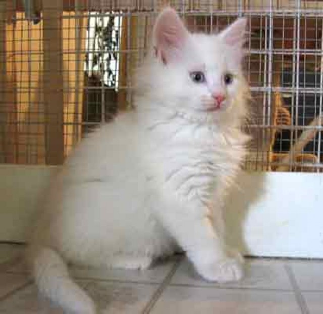  Maine Coon Katerchen - Maine Coon - Osnabrück