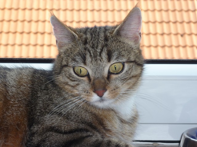 Schmuseschätzchen - Hauskatzen - Harsefeld