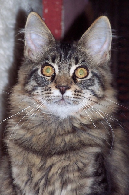 Typvolle Maine Coon Kitten aus Champion Verpaarung - Maine Coon - Großmehring
