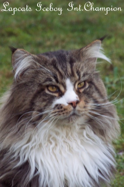 Bezaubernde Maine Coon Kitten - Maine Coon - Großmehring