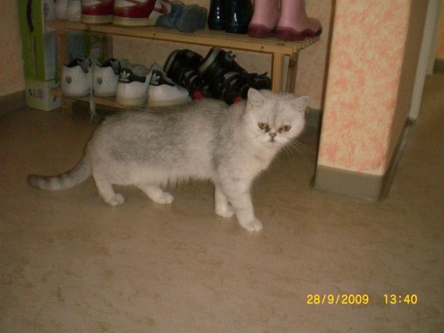 Exotic Shorthair Kätzin evt. für Hobbyzucht - Exotic Shorthair - Augsburg