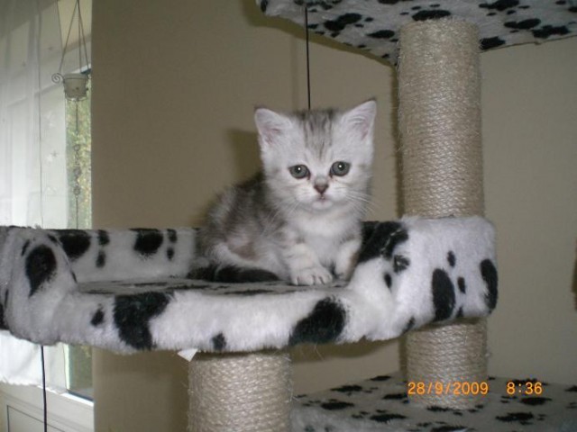 Exotic Shorthair Baby Kätzin 7 wochen alt - Exotic Shorthair - Augsburg