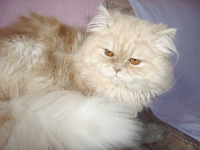  Perser Deckkater - Deckkater - soest