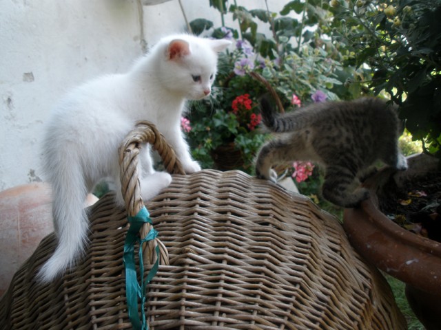 Schneeweiße Eisbärchen (Angoramix-Kitten) - Angora - Ganzer