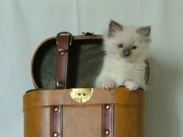 2 Ragdoll Kater jetzt 8 wochen alt. - Ragdoll - Winterswijk Holland (an der deutsche grenze)