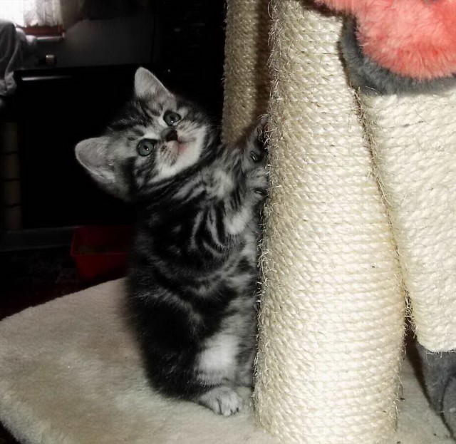 Whiskaskätzchen - Britisch Kurzhaar in black-silver-tabby-classic  - British Kurzhaar - Göttingen