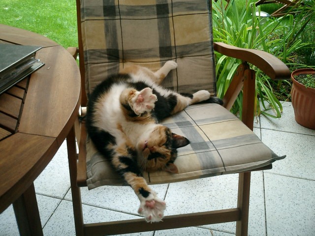 Tierbetreuung vor Ort. Für Mainz+Umland! - Katzensitter - Mainz