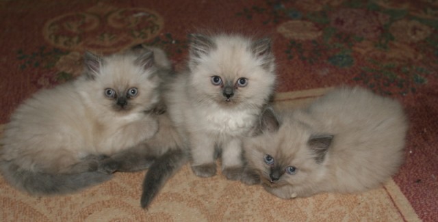 Colorpoint Kitten - Colourpoint - Brädikow