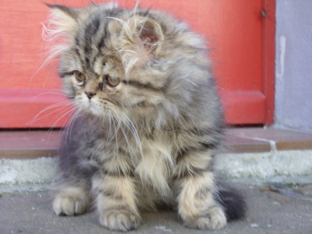 Bildschöner Perserbabykater - Perser -  Endingen