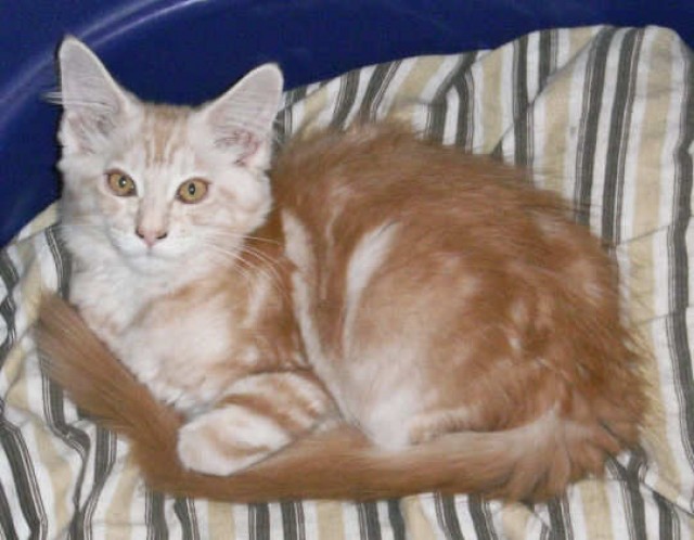 Unsere süße Coco sucht einen neuen Schmuseplatz!!! - Maine Coon - Erdmannhausen