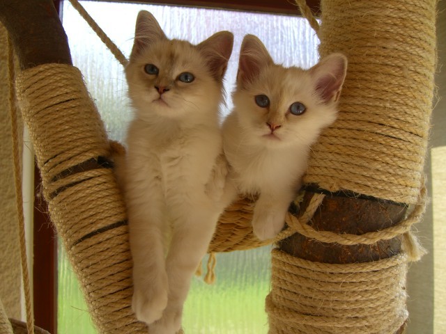 Heilige Birma Kitten - Birma - Stuttgart