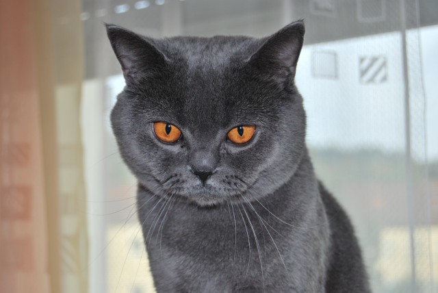 BKH-Deckkater hat wieder Termine frei - Deckkater - Markheidenfeld