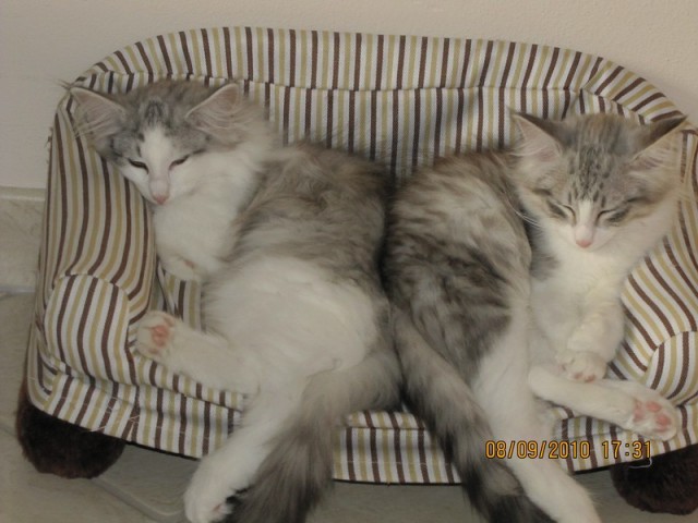 3 wunderschöne Norweger-Mädchen suchen noch einen Kuschelplatz - Norwegische Waldkatze - Schwandorf