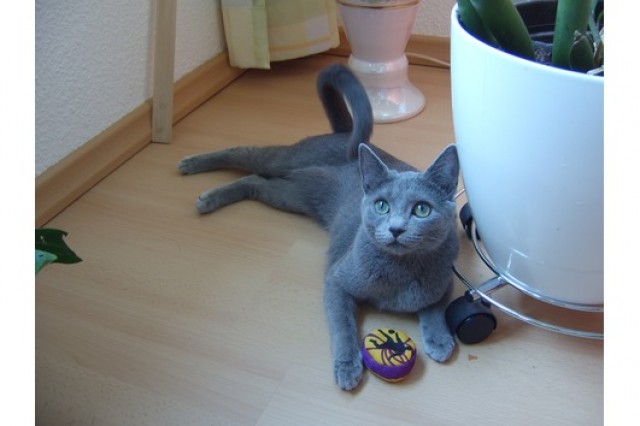 Suche einen Deckkater in der nähe von greifswald - Deckkater - Greifswald