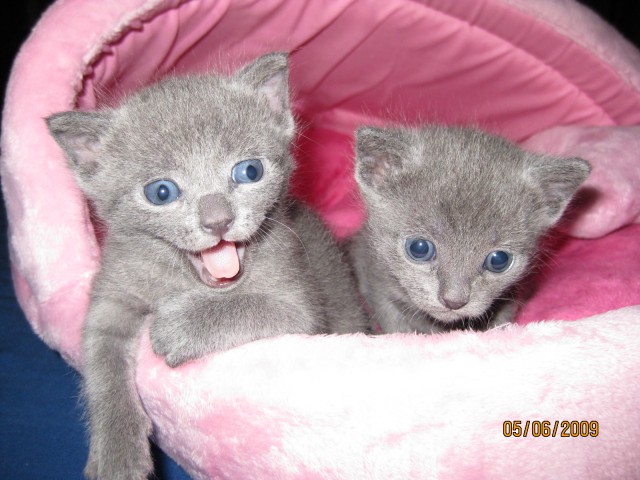 Reinrassige Russisch Blau Kitten 1 Kater & 1 Mädchen ! - Russisch Blau - Bad Neuenahr-Ahrweiler