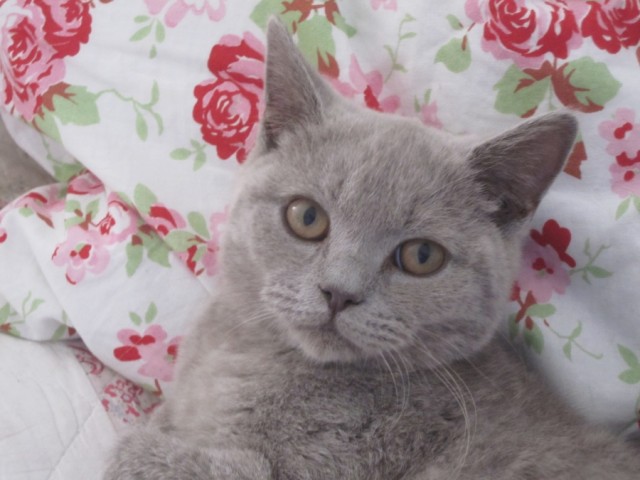 Lieber BKH-Kater in lilac - British Kurzhaar - Schindhard
