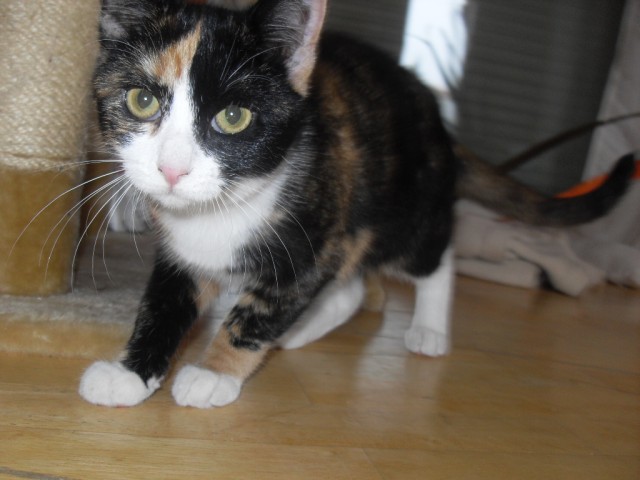 Glückskätzchen - Mischling - essen