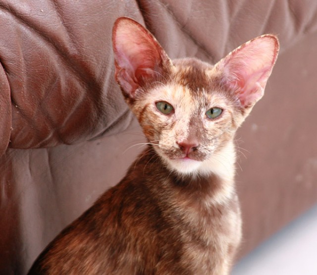 Wunderschöne OKH in Havana u. Tortie mit Stammbaum - Orientalische Kurzhaar - Nehren 