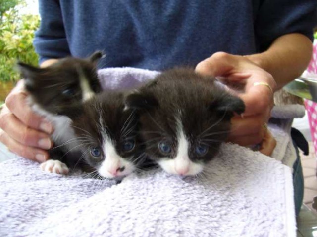 Katzenbabys Doro 1-3 in verantwortungsvolle Hände zu vermitteln! - Hauskatzen - Rees