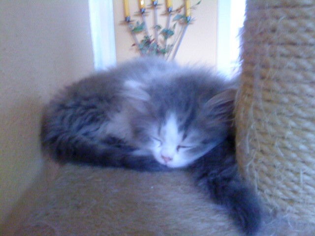 Main-Coon/ Birma Kitten - Maine Coon - Sulzbach-Rosenberg