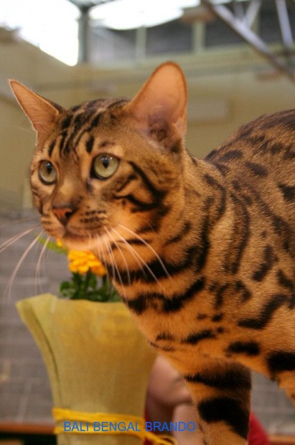 Wunderschöne Zwergleoparden suchen ein liebevolles Zuhause!  - Bengal - Berlin