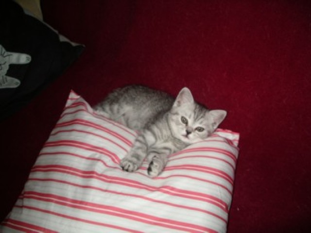 BKH black-silver-tabby Whiskaskatze - British Kurzhaar - Lauschgrün
