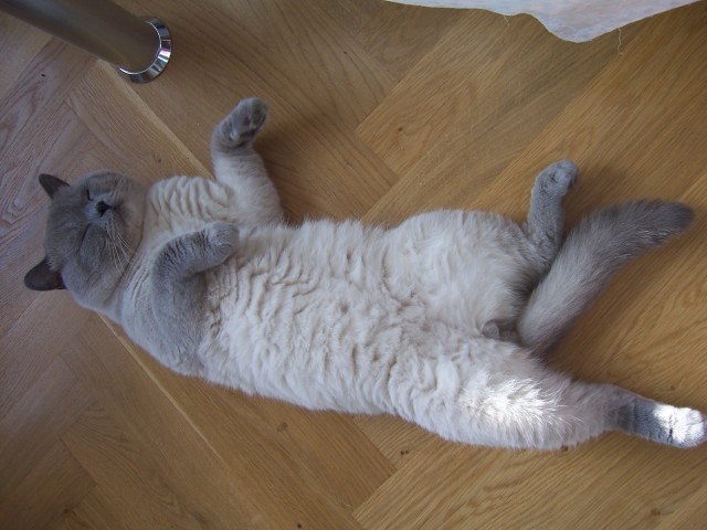 BKH Deckkater - Deckkater - Zierzow
