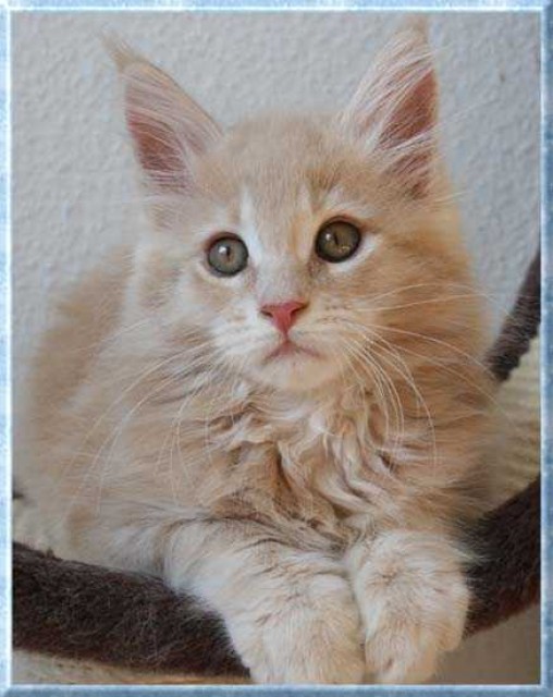 Knuffiges Maine Coon Katerchen - Maine Coon - Vechelde