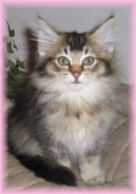 Norwegische Waldkatzenbabys verschmußt mit Gesundheitszeugniß! - Norwegische Waldkatze - Wetter